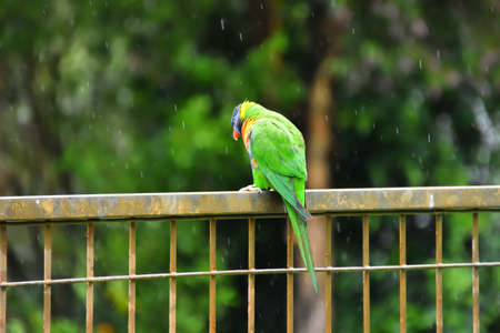 Rainbow Lorikeet in the Rainの写真素材