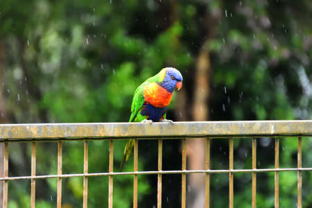 Rainbow Lorikeet in the Rainの写真素材