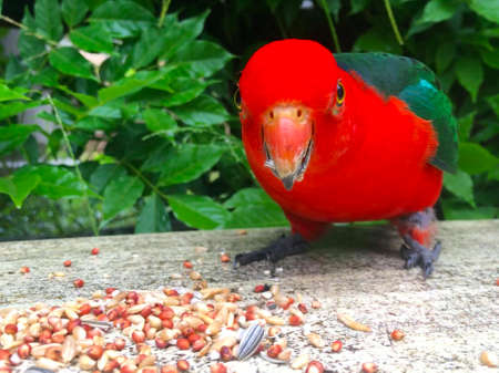 Male King Parrotの写真素材