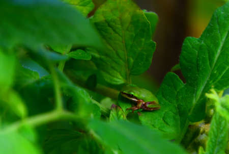 Eastern Dwarf Tree Frogの写真素材