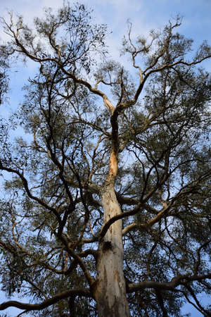 Eucalyptus Tree