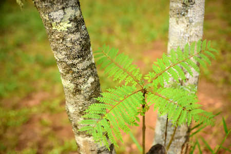 Native Fern