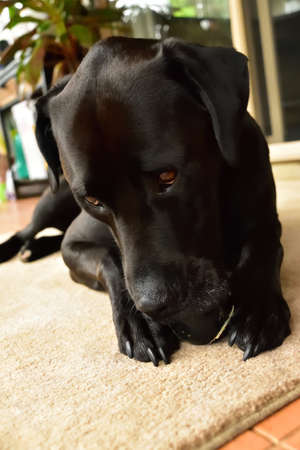 A black Labrador holding an old tennis ball while chewing it.の写真素材