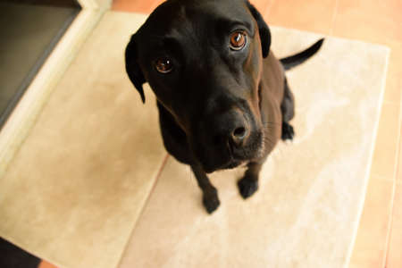 A black Labrador being a good boy, sitting on his mat and showing his puppy dog eyes.の写真素材