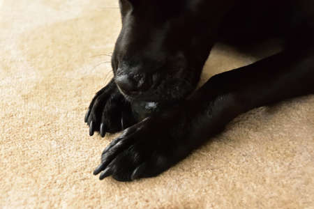A black Labrador holding an old tennis ball while chewing it.の写真素材