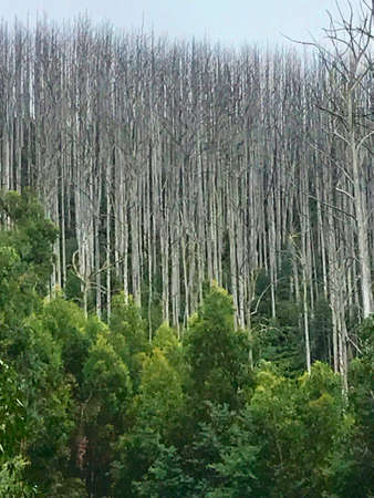 Old Burned Forestの写真素材
