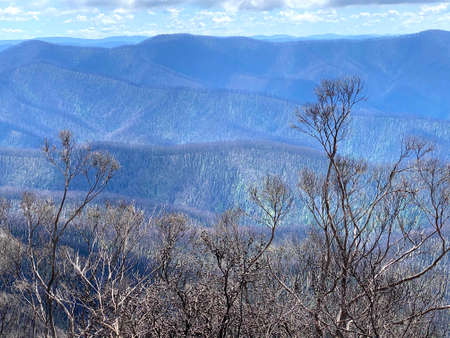 South Coast of Australia 11 months after bushfire.