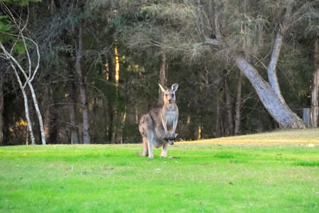A Kangaroo with her Joey on grassの写真素材