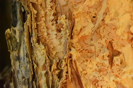 A close up of the trunk of a paperbark treeの写真素材