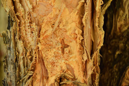 A close up of the trunk of a paperbark treeの写真素材