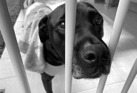 A black Labrador looking sad behind a fence