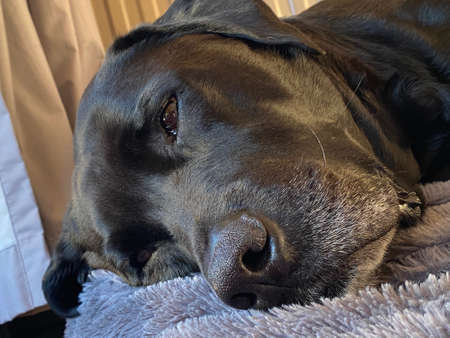 A black labrador in his bed restingの写真素材