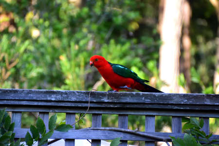 Male King Parrot on a Fence