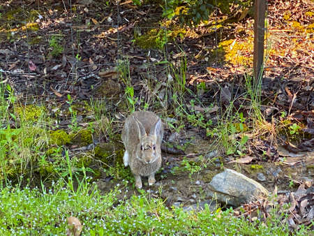 A wild gret rabbit looking at the camera with scars on its faceの写真素材