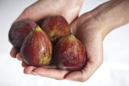 Four ripe figs from the common fig tree (ficus carica) held in a woman's hands.の写真素材