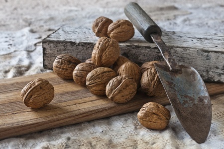 Fourteen walnuts from the common walnut tree (juglans regia), on a chopping board with a trowel.の写真素材