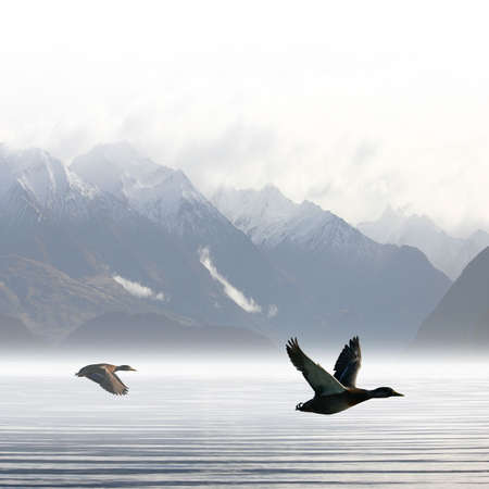 Two Ducks Flying over Lakeの写真素材