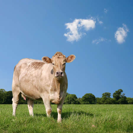 A Cow Grazing in Fieldの写真素材