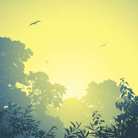 A Misty Forest Landscape with Trees and Sunset, Sunriseのイラスト素材