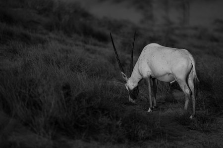 Arabian oryx in a desertの写真素材