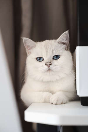 A beautiful chinchilla short white blue eyes catの写真素材