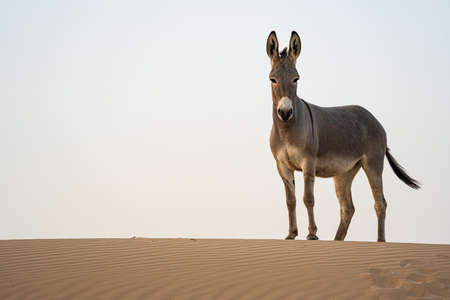 wild donkey in Dubai desertの写真素材