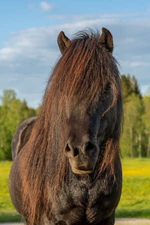 Outdoor portrait of a black Icelandic horse with long mane glowing in summer sunlightの写真素材