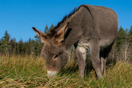 Low angle close up of a very cute young donkey grazing in a green field in sunlightの写真素材