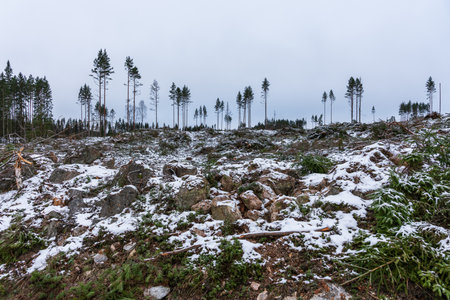 Newly cut down deforestation area in a winter cold Sweden, totaly massacred nature with rocks and remaining branches covering the groundの写真素材