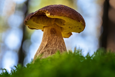 Low angle close up of a large cep or penny bun mushroom growing in green moss in the forestの写真素材