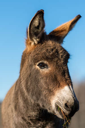 Close up portrait of a cute young donkey chewing grass in sunlightの写真素材