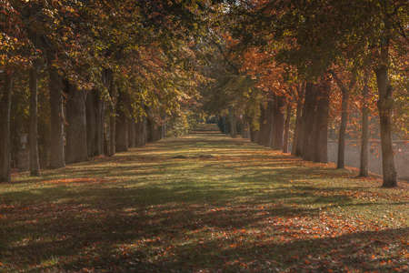 Parkway with columns of autumn colored trees and morning hazeの写真素材