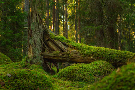 Fir tree in an old forest in Sweden, fallen to the ground. Now overgrown by green mossの写真素材