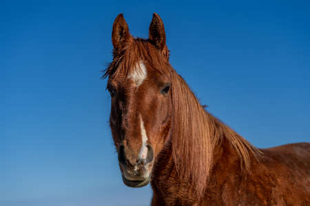 Close up head portrait of a beautiful chestnut colored horse, outdoors against a blue sky in sunlightの写真素材