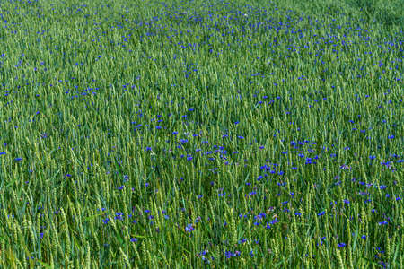 Background from a green field of grain filled with thousands of blue cornflowersの写真素材