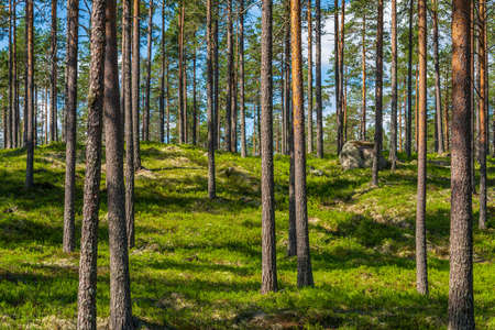 Beautiful summer view of a pine forest in Sweden with blueberry sprigs covering the forest floor and a blue skyの写真素材