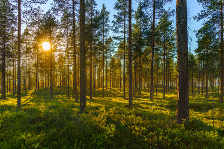Beautiful summer view of a pine forest with  green blueberry sprigs on the forest floor, a blue sky and sunlight shining through the branchesの写真素材