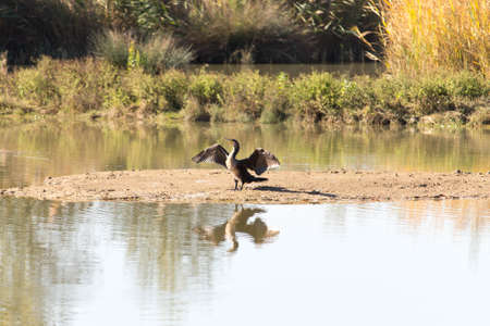 cormorant dries
