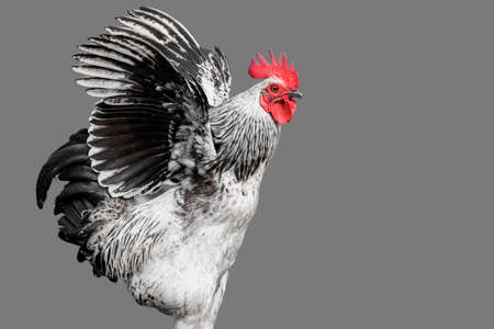 Red head Rooster pose with red as the only colour in a black white image with grey background and cut outの写真素材