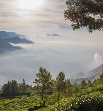 Munnar landscape view of south India Kerala in early morning overlooking clouds
