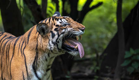 Male tiger sniffing and showing the canine