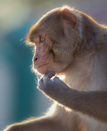 Indian Macaque monkey posing with backlit and great facial detailの写真素材