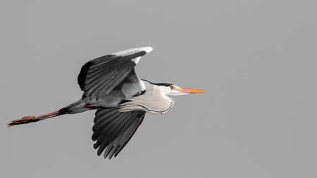Great Heron in flight with wings in full viewの写真素材