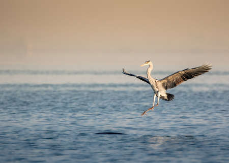 Great Heron landing in the middle of a lakeの写真素材