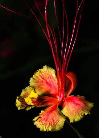 portrait view of a Loy key photography of a peacock flower in full bloom in tight close upの写真素材