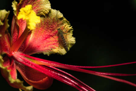portrait view of a Loy key photography of a peacock flower in full bloom with a fly on itの写真素材