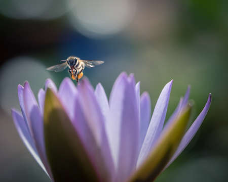 Macro shot of Bumble Bee at work gathering nectar from a water lily