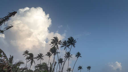 Landscape of Goa skyline featuring palm trees with sky and cloudsの写真素材