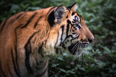 Close up shot of a Male tiger in profile looking away from the camera