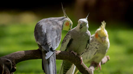 Shot of a flock of cockatiel having fun perched on the lawns in a bright sunny day 